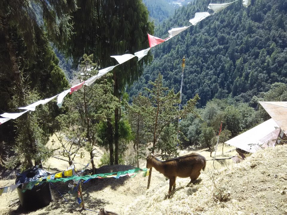 Photo of Crossing Border - Bhutan 92/132 by Anoop Menon
