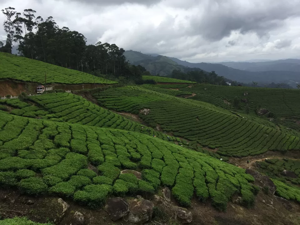 Photo of Munnar, Kerala, India by Lalit Karosiya