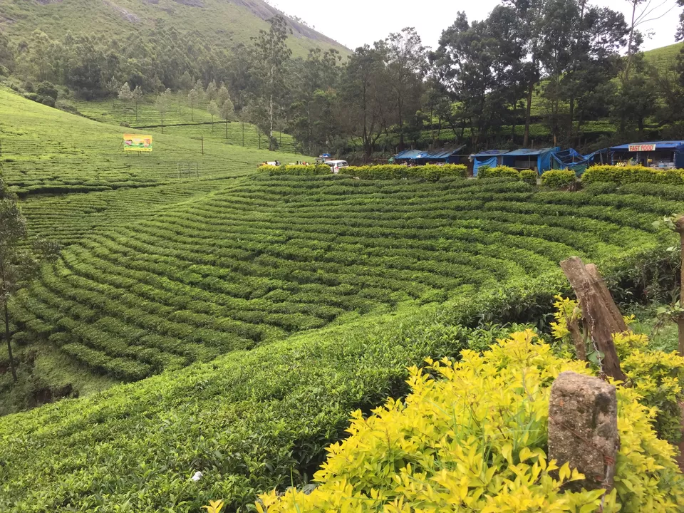 Photo of Munnar, Kerala, India by Lalit Karosiya