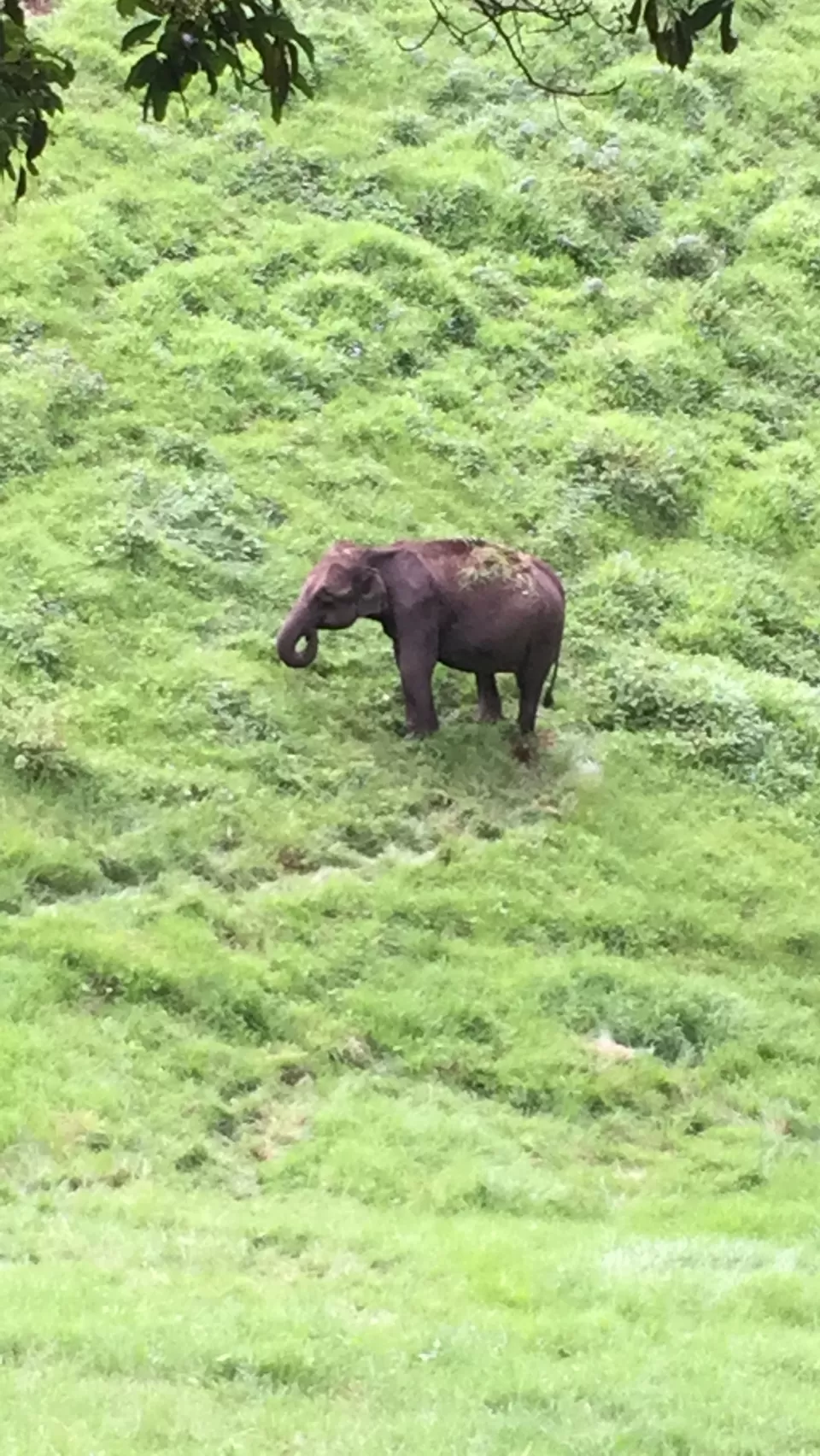 Photo of Mattupetty Dam, Munnar - Top Station Highway, Mattupetty, Kerala, India by Lalit Karosiya