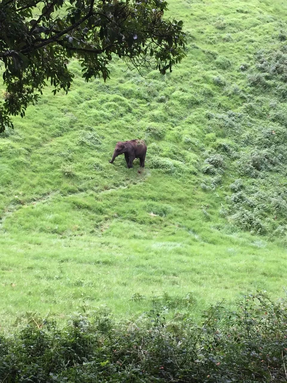 Photo of Mattupetty Dam, Munnar - Top Station Highway, Mattupetty, Kerala, India by Lalit Karosiya
