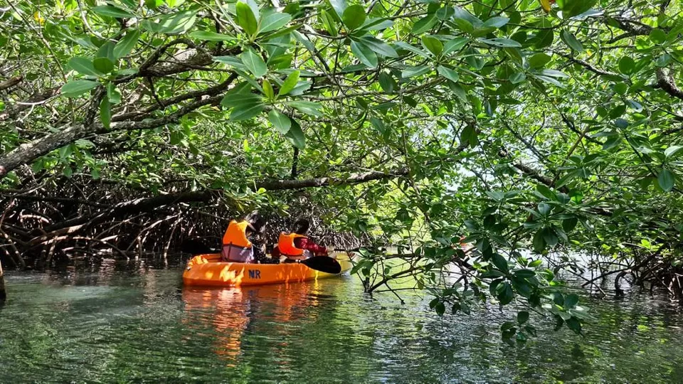 Photo of Mangrove Forest, Andaman and Nicobar Islands by Tushita 