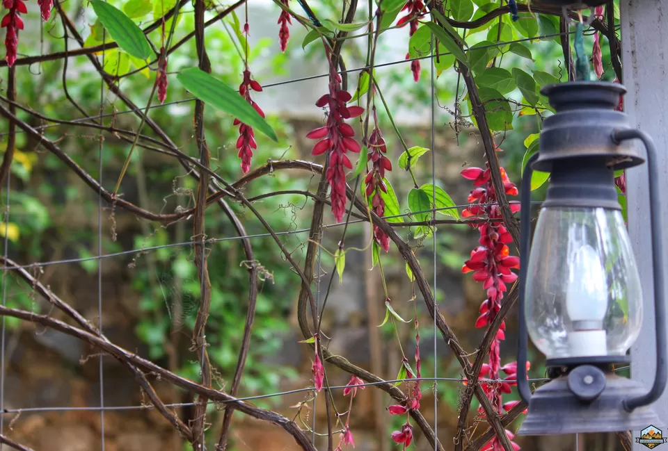 Photo of Chikmagalur in 48 hours by Indian Footsteps
