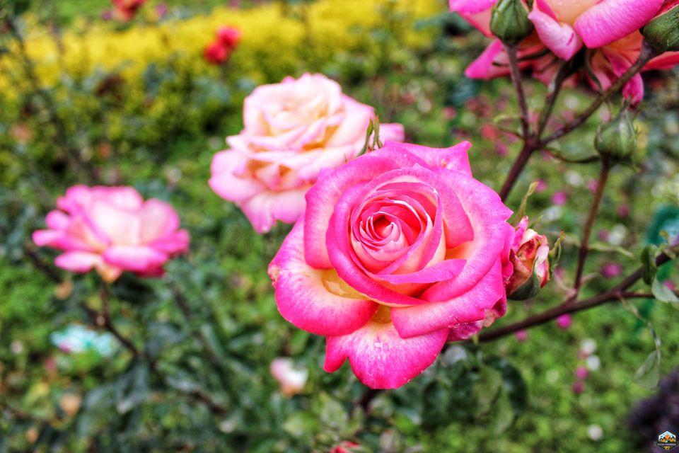 Photo of 48 hrs in Ooty and Coonoor by Indian Footsteps
