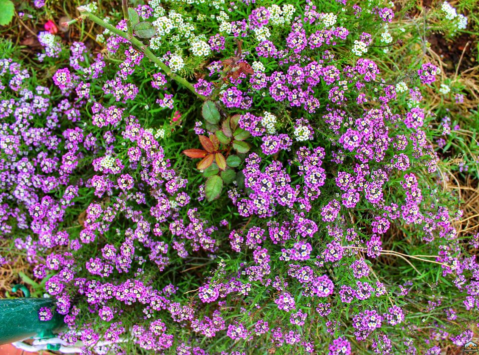 Photo of 48 hrs in Ooty and Coonoor by Indian Footsteps