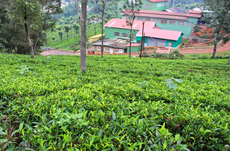 Photo of 48 hrs in Ooty and Coonoor by Indian Footsteps
