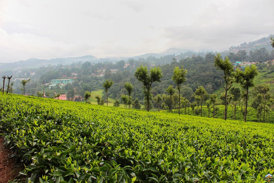 Photo of 48 hrs in Ooty and Coonoor by Indian Footsteps