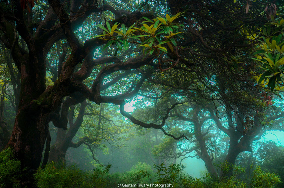 Photo of Triund Trek - Place you must go if you are in Himachal Pradesh 2/8 by Gautam Tiwary
