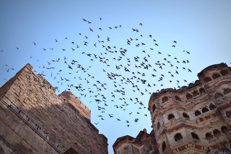 Photo of Forts, Deserts, Camels, Sand and 6 Trains : A tale of Rajasthan Trip – Part 2 17/18 by Nachikethas MJ