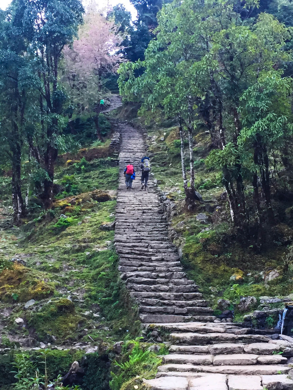 Photo of Dhal Bhat Power 24/7! Annapurna Base Camp /ABC & Poon Hill Trekking by Nachikethas MJ