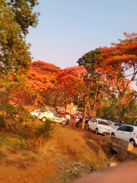 Photo of Flavors of Nilgiris 9/9 by Somnath