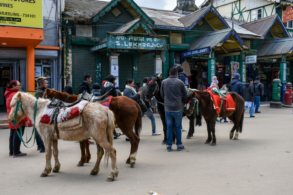 Photo of Darjeeling|Natural and organic hill station in India 1/3 by Somnath