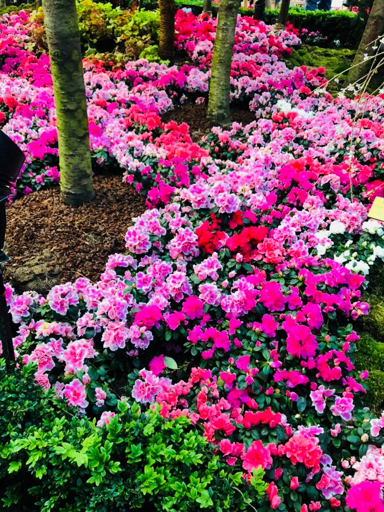 Photo of Gardens By The Bay East, Singapore by Marigold Odyssey