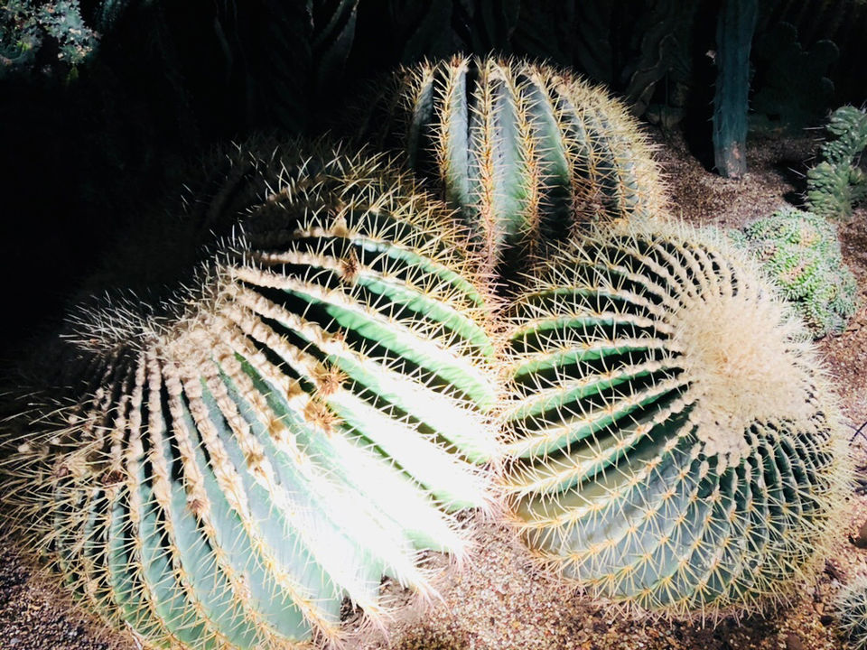 Photo of Gardens By The Bay (East), Singapore by Sadhna Bourai