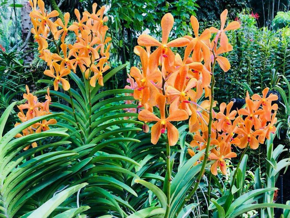 Photo of A local's guide to Singapore 4/12 by Marigold Odyssey