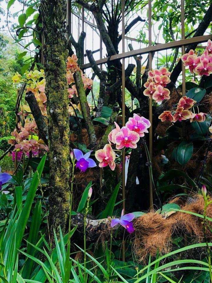 Photo of A local's guide to Singapore 5/12 by Marigold Odyssey