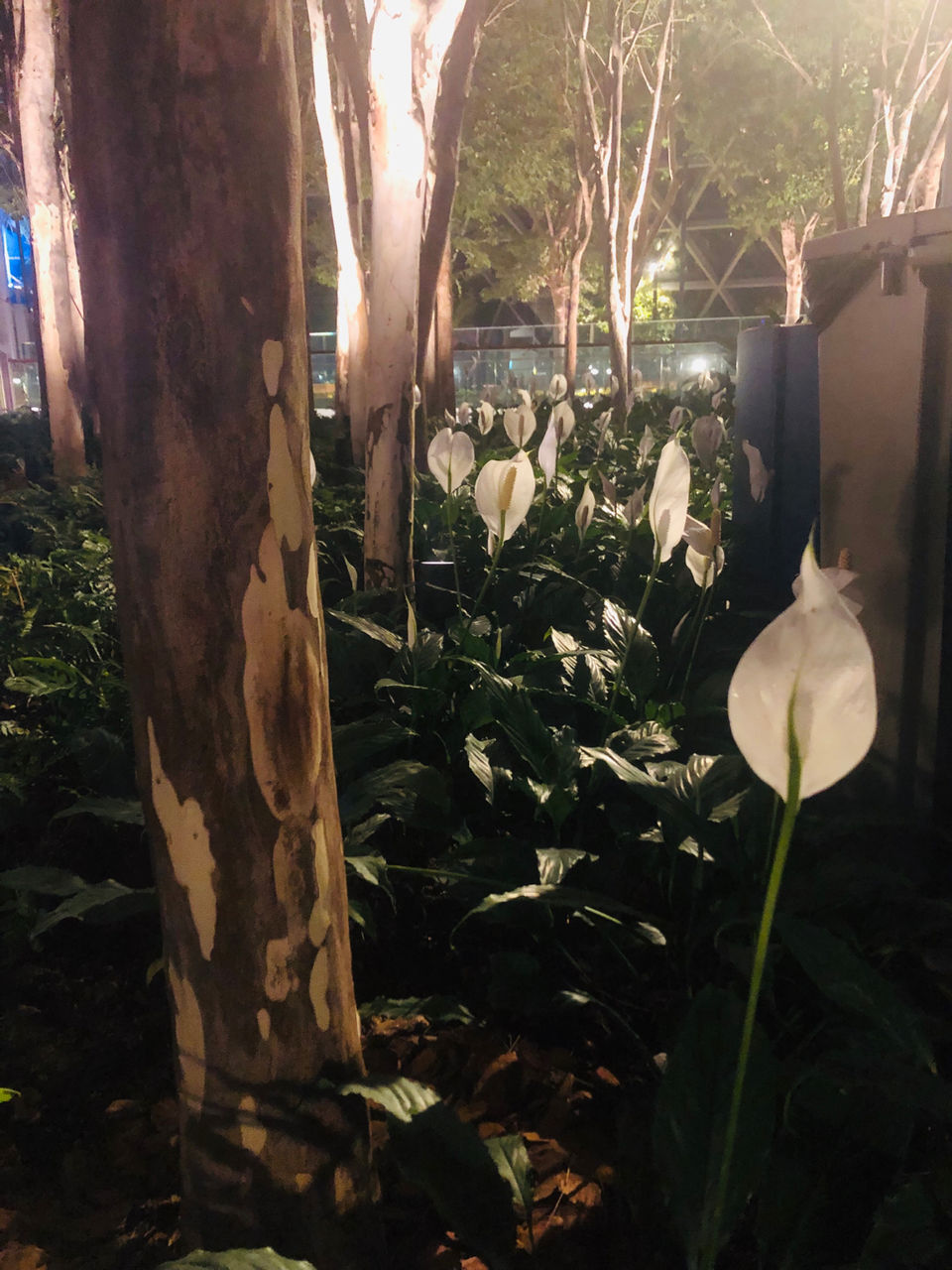 Photo of A local's guide to Singapore by Marigold Odyssey