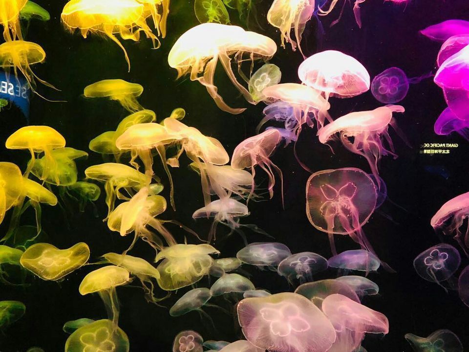 Photo of A local's guide to Singapore by Marigold Odyssey