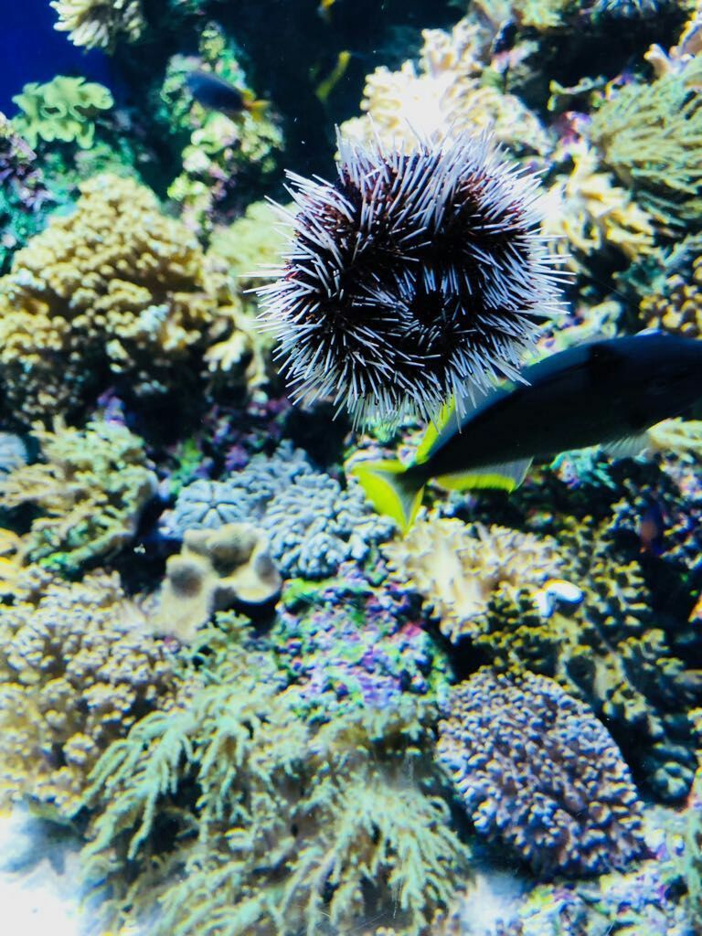 Photo of A local's guide to Singapore by Marigold Odyssey