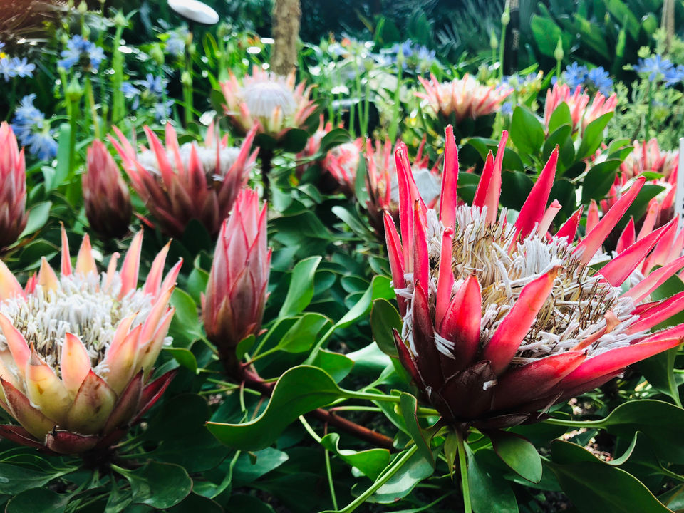 Photo of A local's guide to Singapore by Marigold Odyssey