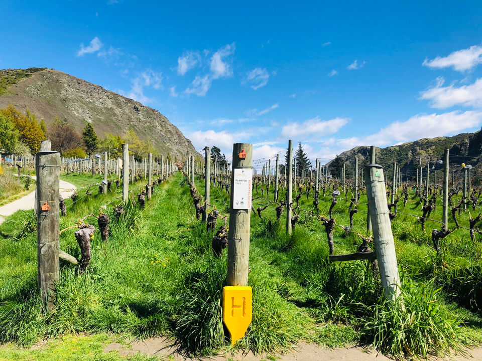 Photo of Twizel, New Zealand by Marigold Odyssey