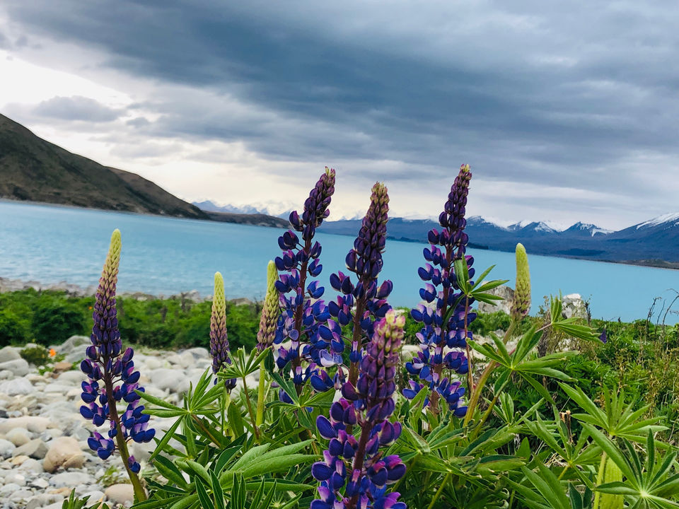 Photo of Lake Tekapo, New Zealand by Marigold Odyssey
