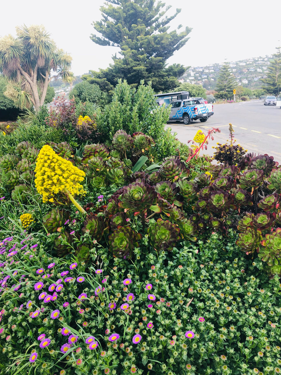 Photo of Auckland Botanic Gardens Hill Road, The Gardens, Auckland, New Zealand by Marigold Odyssey