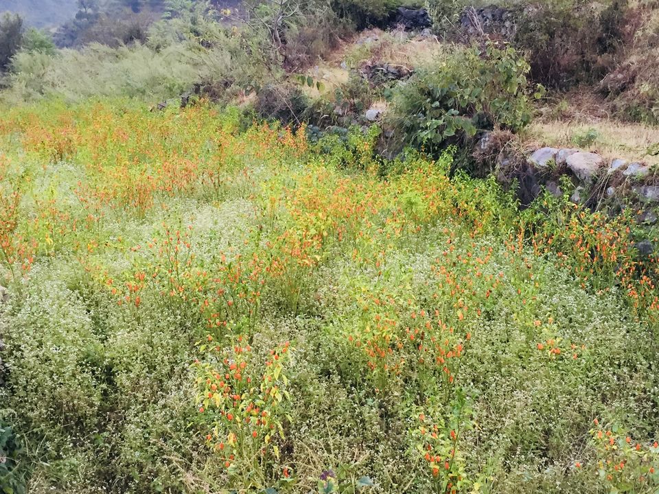 Photo of Ramnagar:Summer Paradise 28/28 by Marigold Odyssey