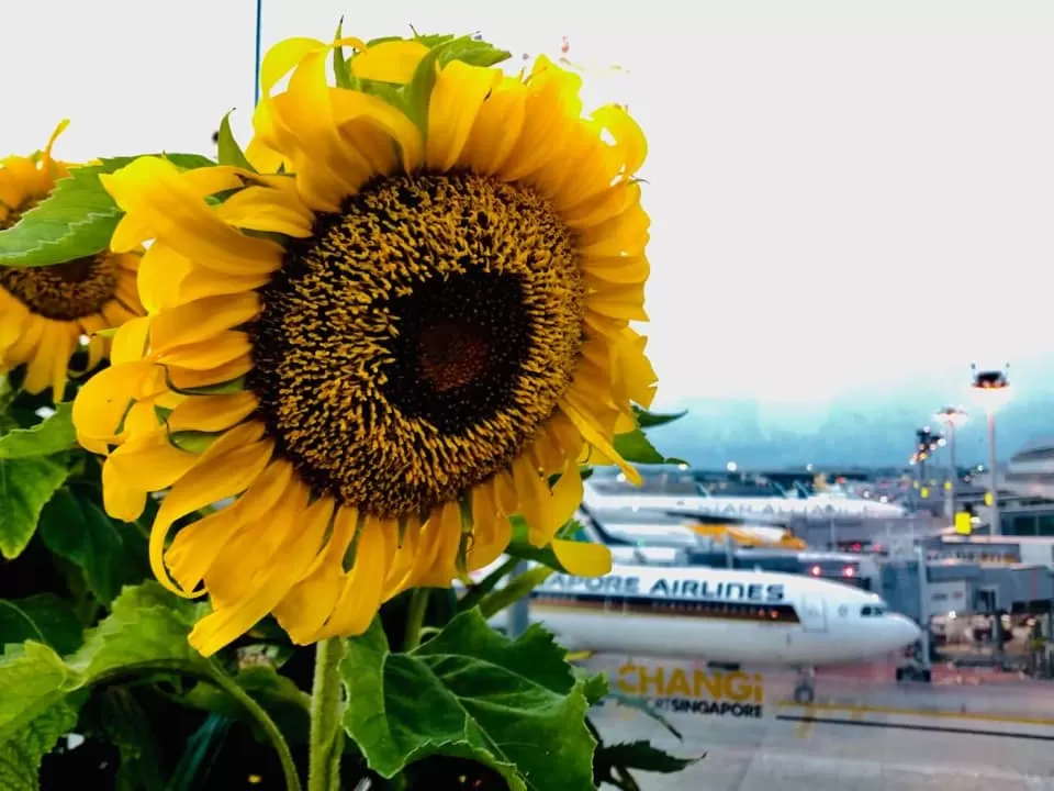 Photo of Changi, Singapore by Marigold Odyssey