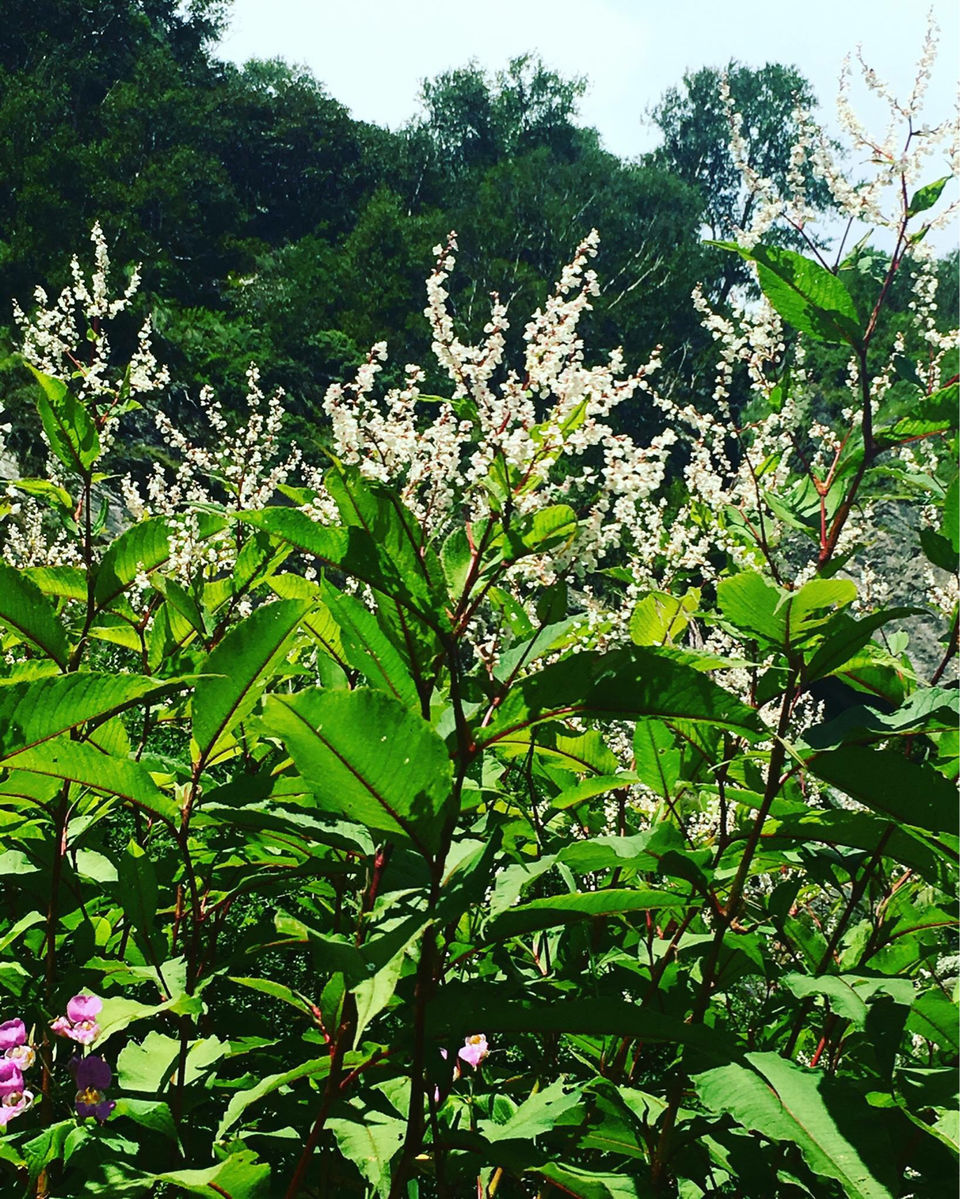 Photo of Valley of Flowers National Park, Uttarakhand, India by medha
