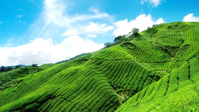 Photo of Munnar Hill Station, Munnar - Top Station Highway, Kannan Devan Hills, Kerala, India by A Mad Traveller.