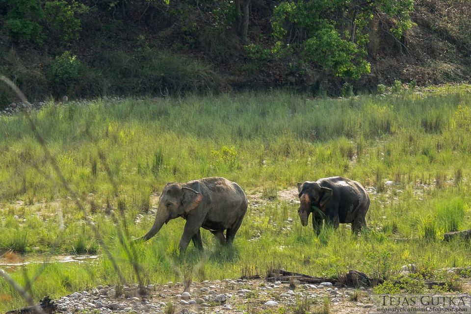 Photo of Memorable Experience: Jim Corbett National Park 1/13 by Tejas Gutka