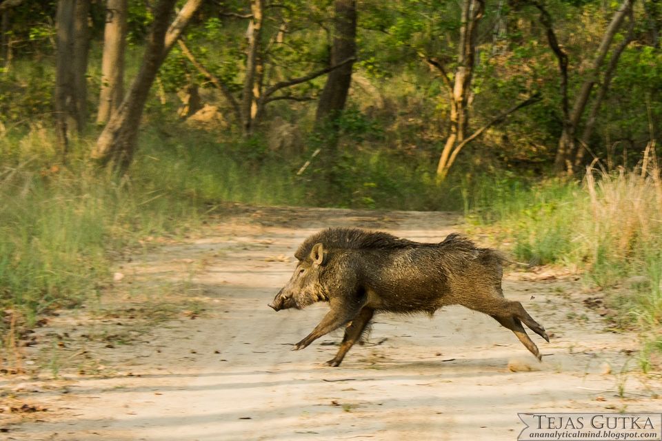 Photo of Memorable Experience: Jim Corbett National Park 3/13 by Tejas Gutka
