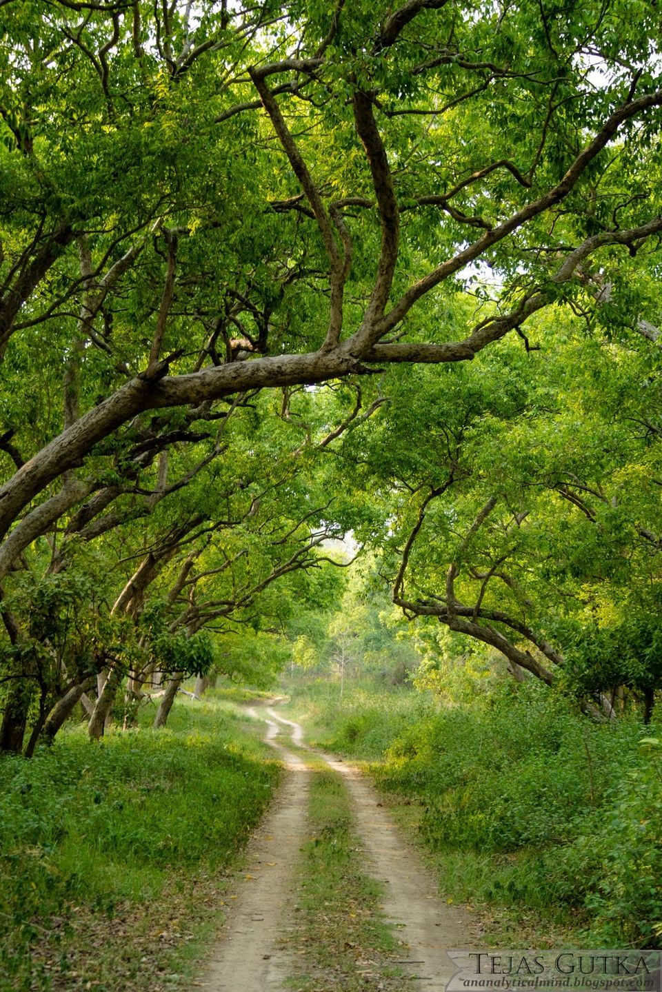 Photo of Memorable Experience: Jim Corbett National Park 4/13 by Tejas Gutka