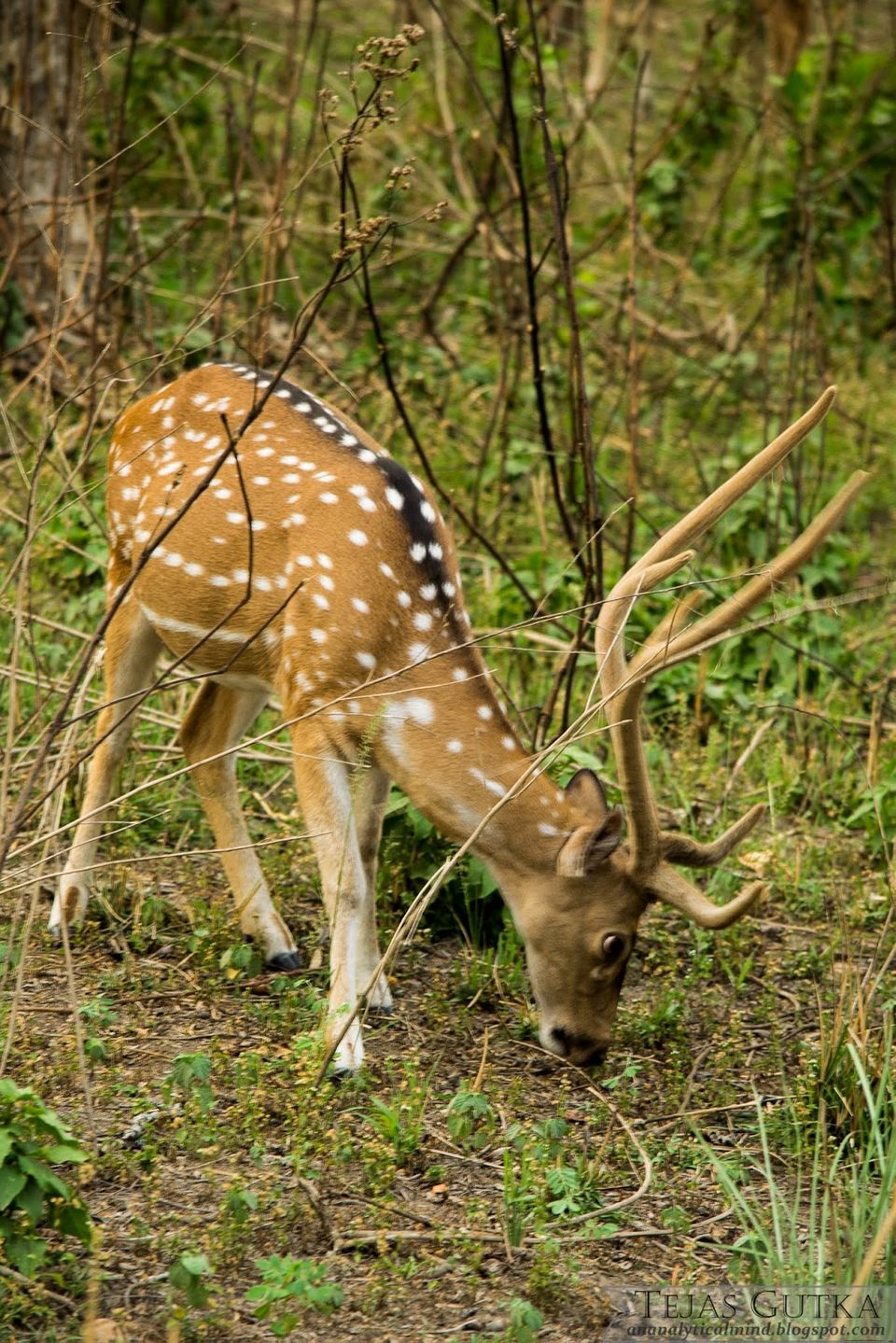 Photo of Memorable Experience: Jim Corbett National Park 5/13 by Tejas Gutka