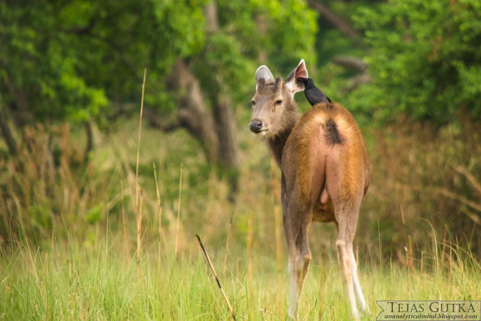 Photo of Memorable Experience: Jim Corbett National Park 6/13 by Tejas Gutka