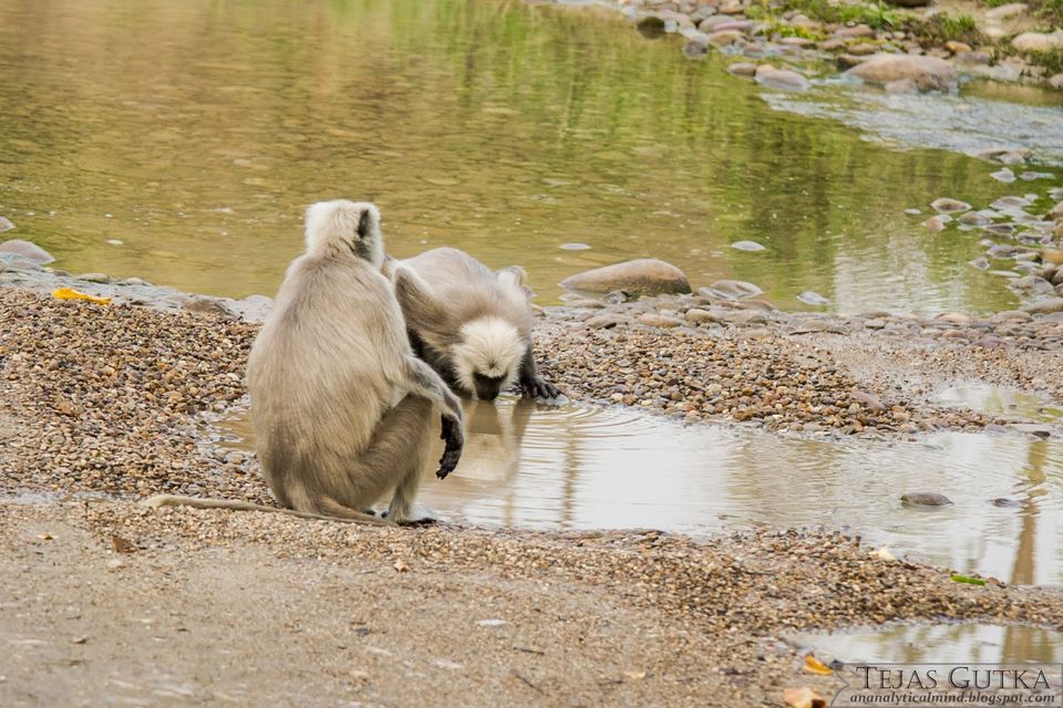 Photo of Memorable Experience: Jim Corbett National Park 7/13 by Tejas Gutka