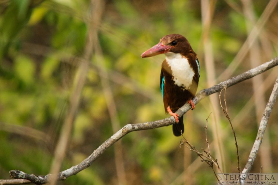 Photo of Memorable Experience: Jim Corbett National Park 8/13 by Tejas Gutka