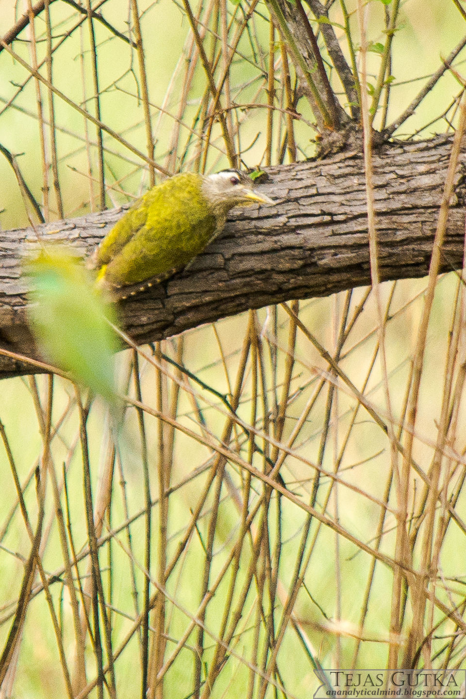 Photo of Memorable Experience: Jim Corbett National Park 9/13 by Tejas Gutka