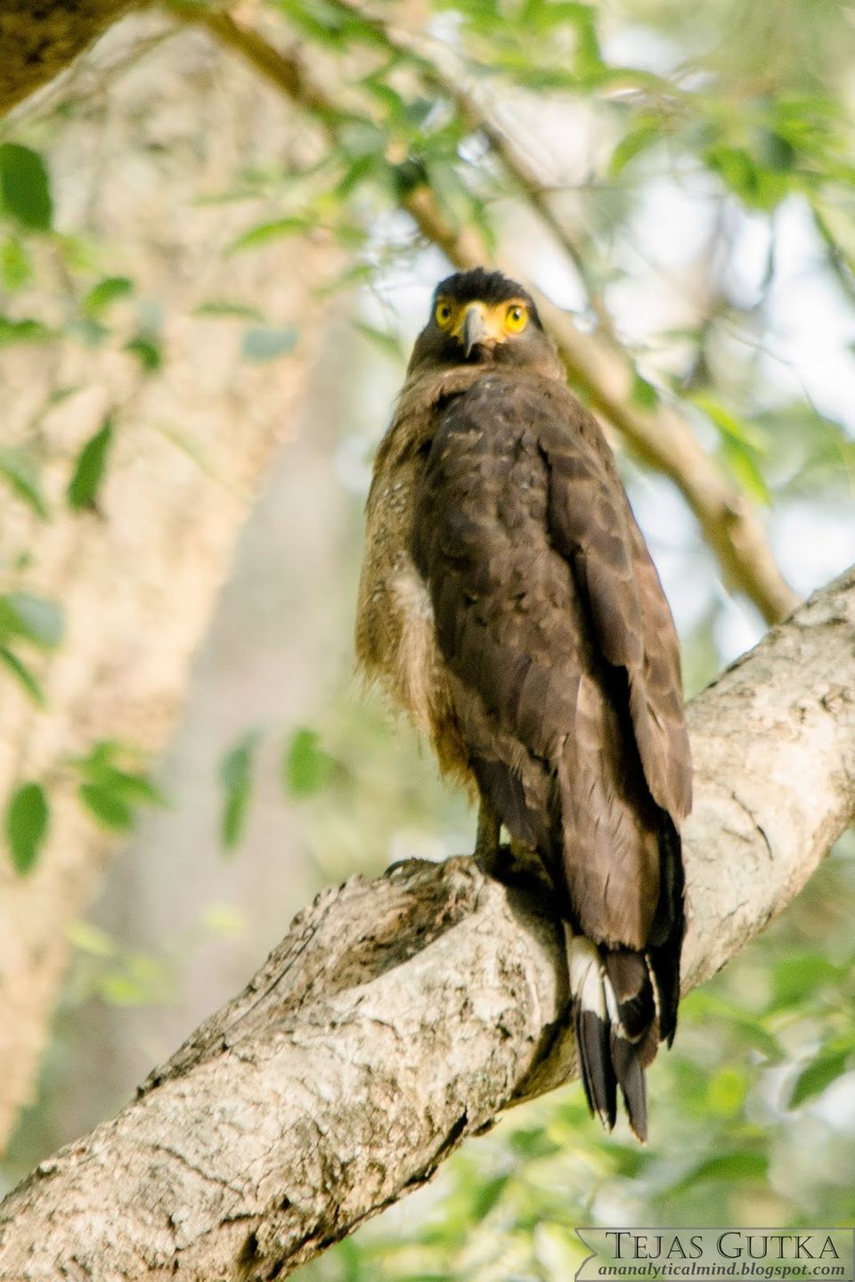 Photo of Memorable Experience: Jim Corbett National Park 10/13 by Tejas Gutka