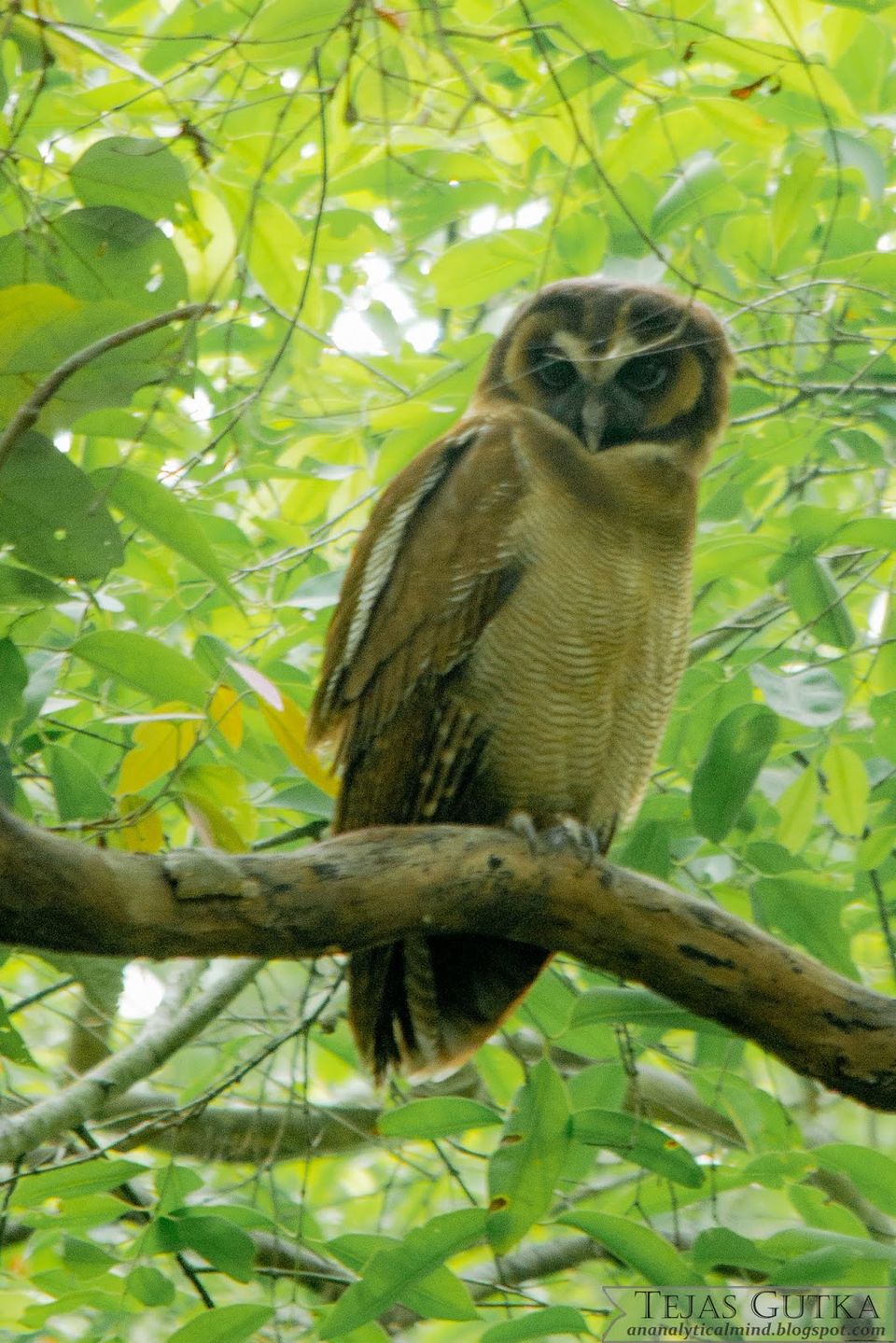 Photo of Memorable Experience: Jim Corbett National Park 11/13 by Tejas Gutka
