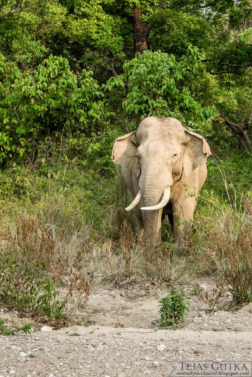 Photo of Memorable Experience: Jim Corbett National Park 12/13 by Tejas Gutka