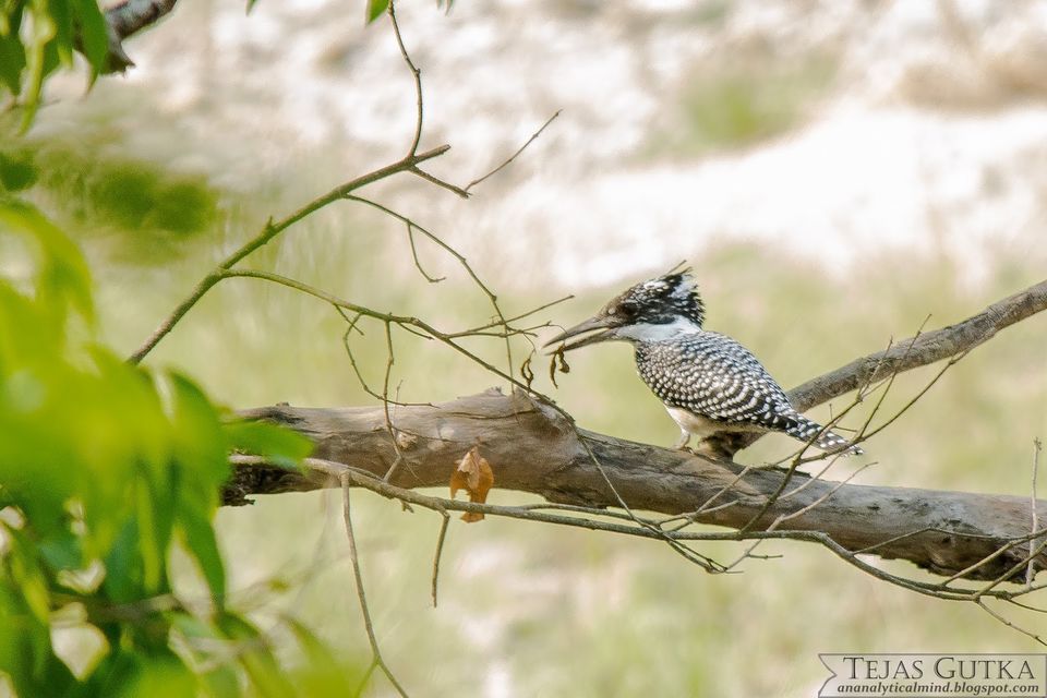Photo of Memorable Experience: Jim Corbett National Park 13/13 by Tejas Gutka