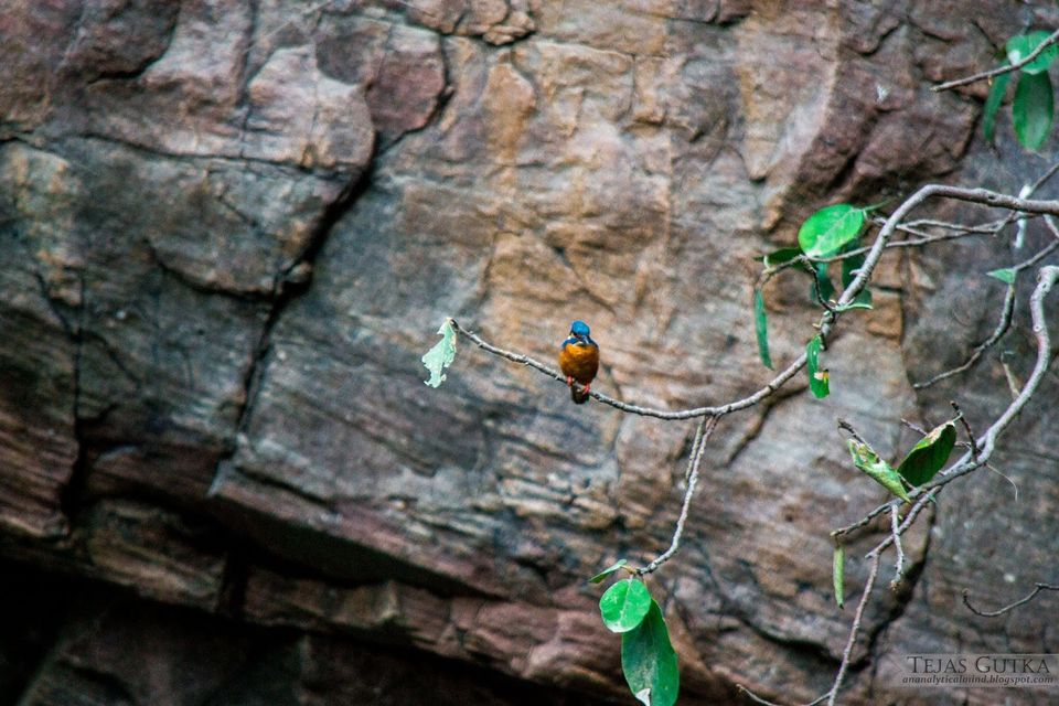 Photo of Trip to the Tiger abode: Ranthambore National Park 1/10 by Tejas Gutka