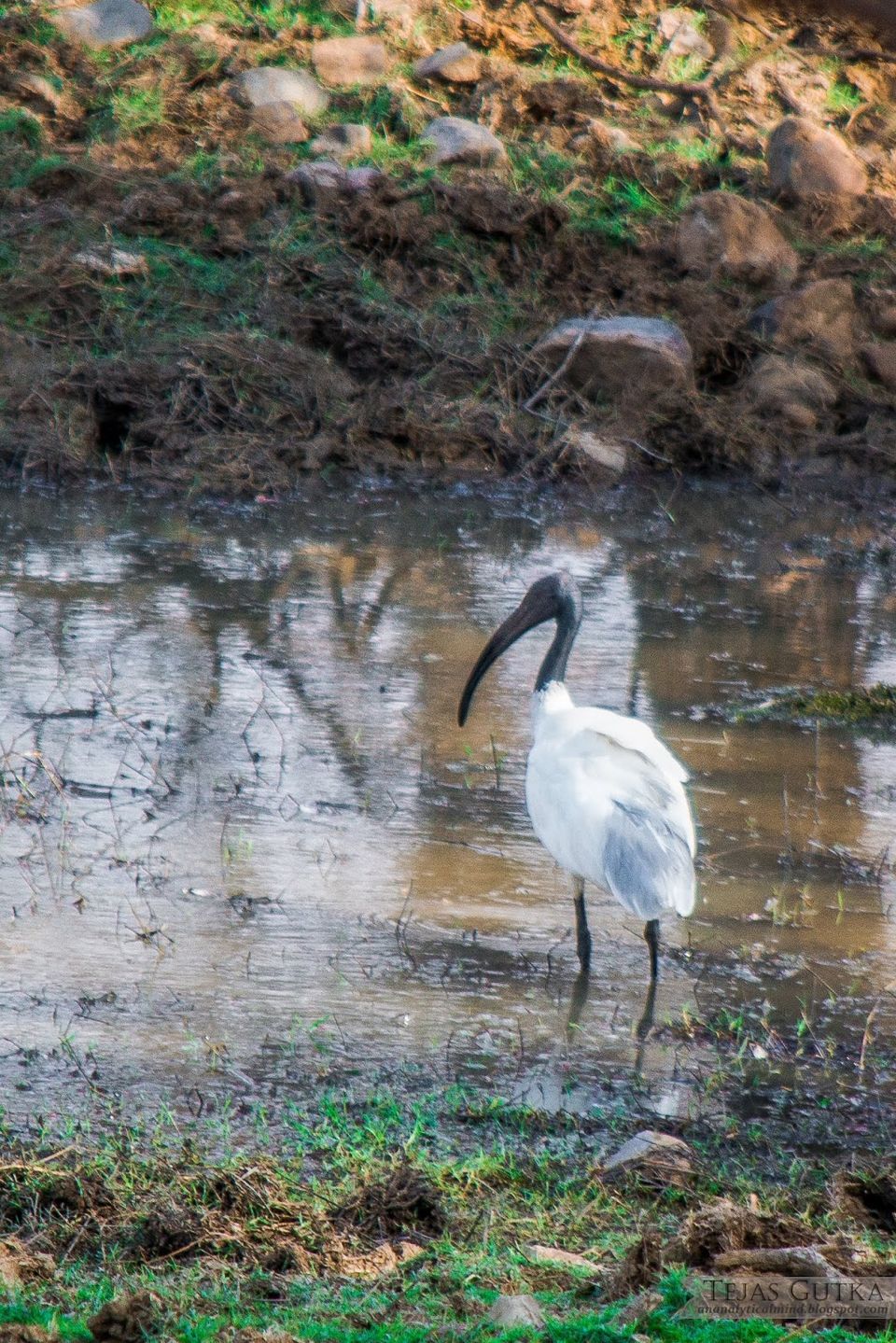Photo of Trip to the Tiger abode: Ranthambore National Park 2/10 by Tejas Gutka