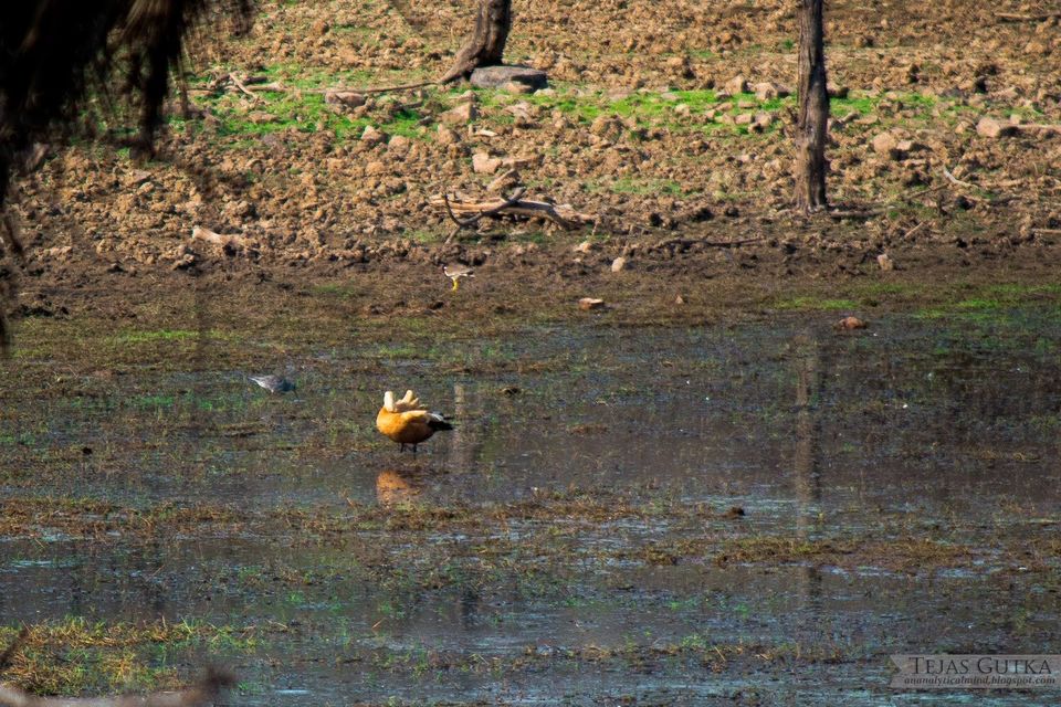 Photo of Trip to the Tiger abode: Ranthambore National Park 3/10 by Tejas Gutka