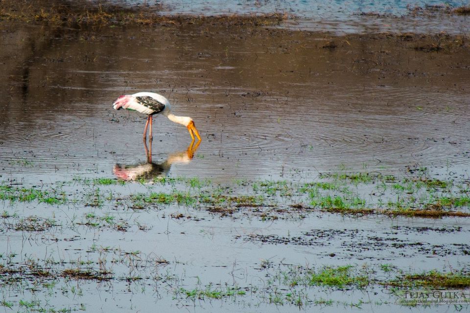 Photo of Trip to the Tiger abode: Ranthambore National Park 4/10 by Tejas Gutka