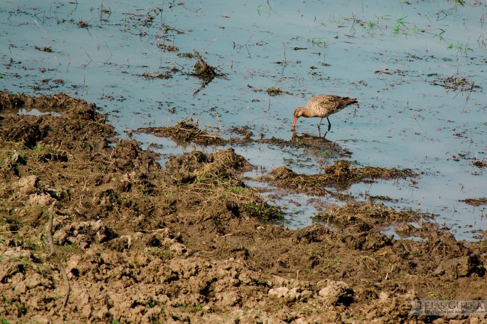 Photo of Trip to the Tiger abode: Ranthambore National Park 5/10 by Tejas Gutka