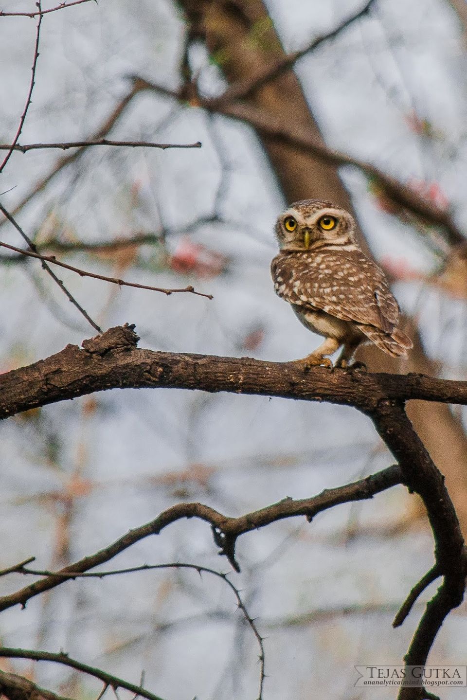 Photo of Trip to the Tiger abode: Ranthambore National Park 6/10 by Tejas Gutka