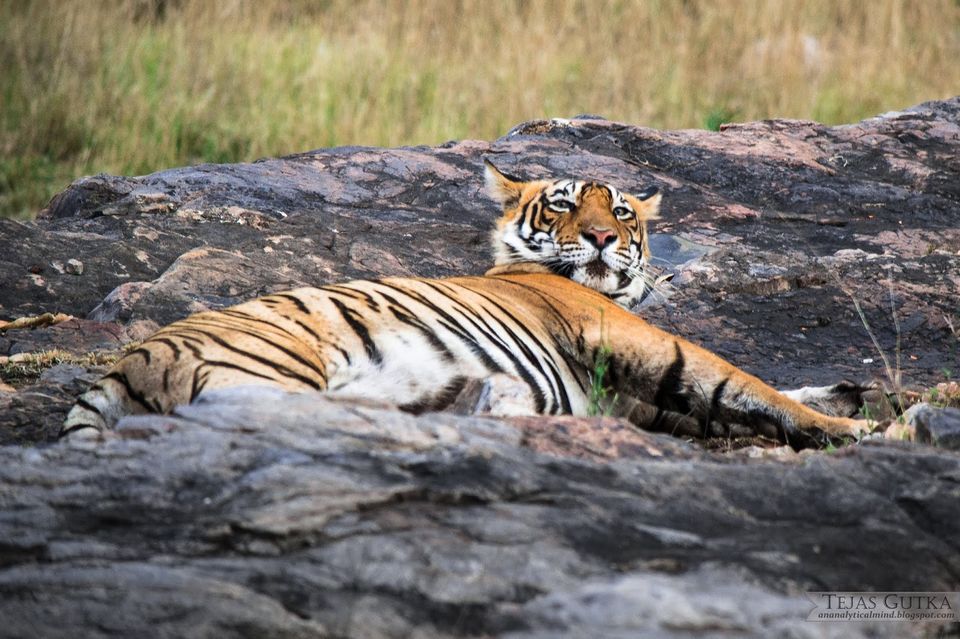 Photo of Trip to the Tiger abode: Ranthambore National Park 7/10 by Tejas Gutka